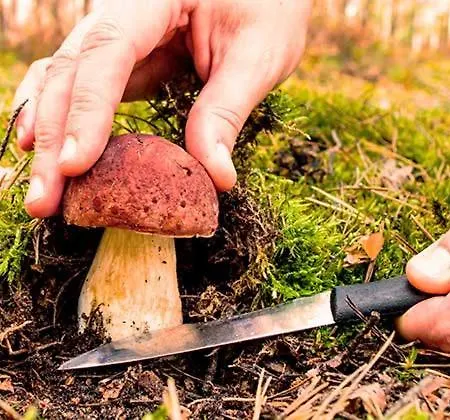 Country house Nieves