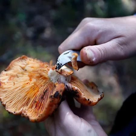 Country house Nieves *